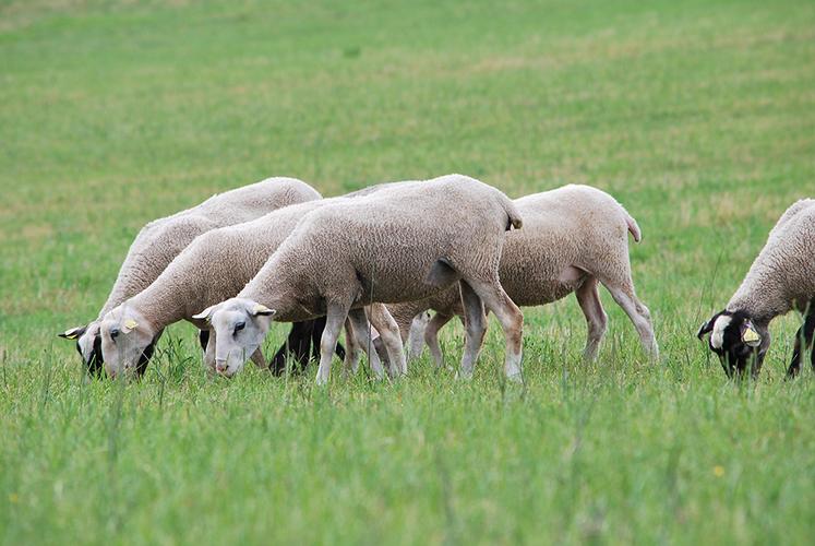 Au printemps, il est conseillé de synchroniser les agnelles pour assurer leur fertilité.