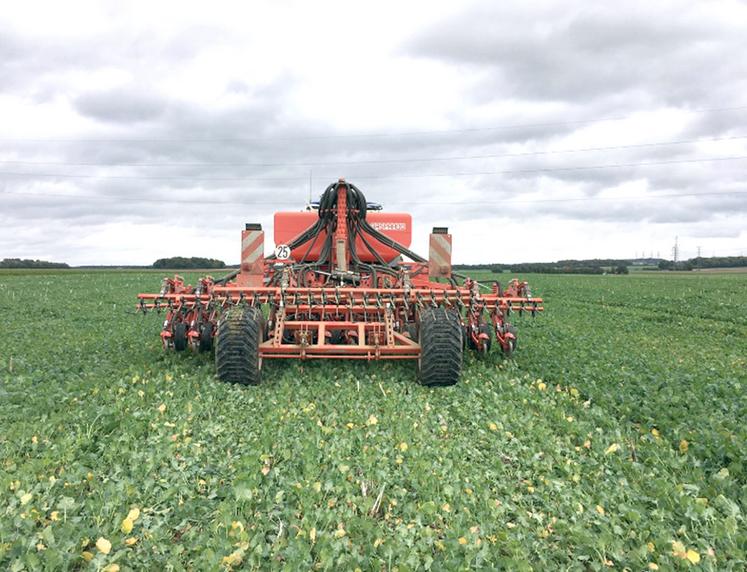 Semis de blé dans des repousses de colza avec un semoir SD à disque.