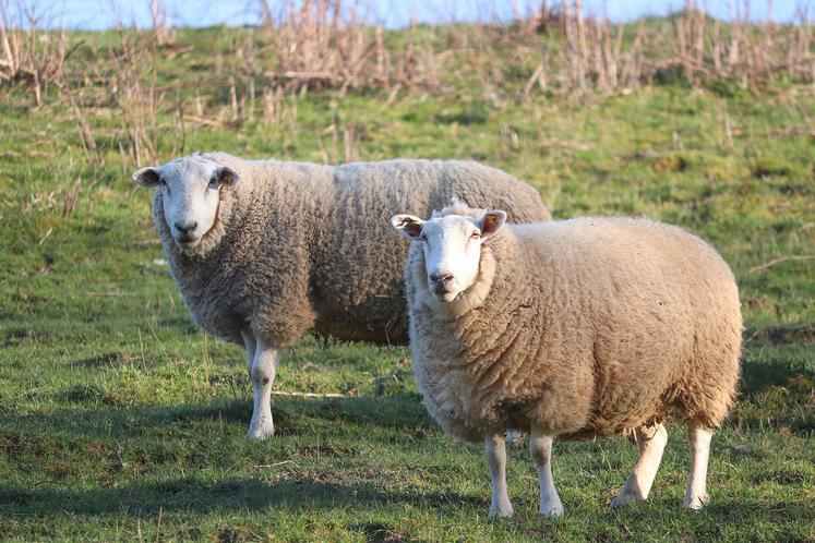 Le nombre d’agneaux commercialisés par les Bergers du Nord Est atteint au total 66 910, soit une hausse de 7 527 animaux par rapport à 2019.