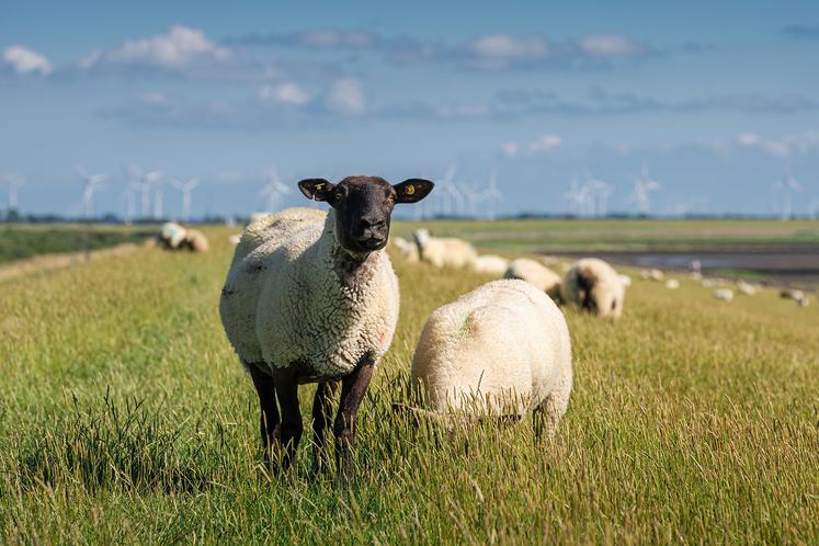 Un élevage durable serait extensif, herbager, qui joue un rôle économique, qui crée des emplois, qui entretient les paysages  et participe à l’absorption du carbone. 