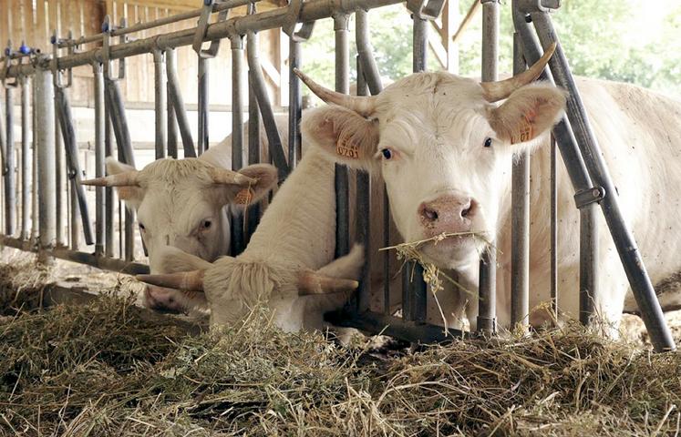 La teneur en protéines de la silphie et 2,5 fois supérieure à celle d’un bon maïs. 