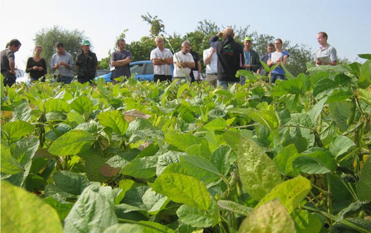 Visite d’essais sur le soja : le soja est-il adapté à nos régions ?
