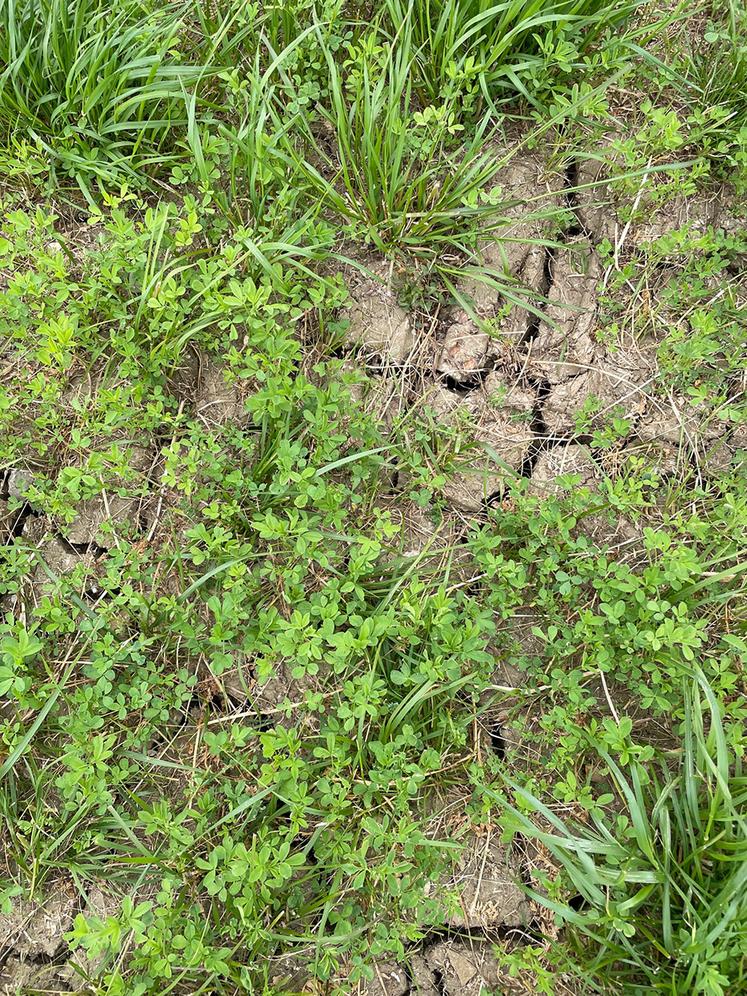 Sol craquelé et légumineuses
