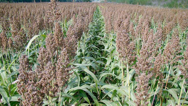 Le sorgho présente une diversité physiologique qui permet de prétendre à différents débouchés et différents usages. 