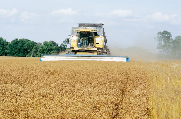 La récolte à l’aide d’une moissonneuse équipée de stripper est une des plus économiques. 