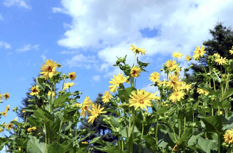 Les fleurs de la silphie sont grandes (6-8 cm) et ont besoin de lumière pour se développer. 