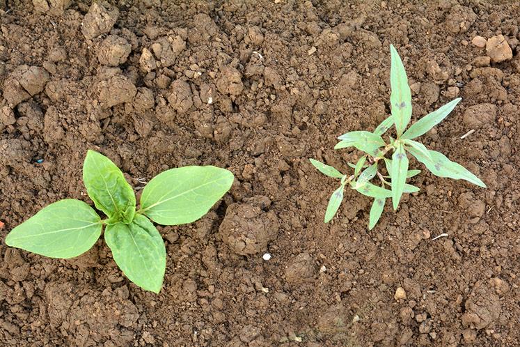 tournesol désherbage