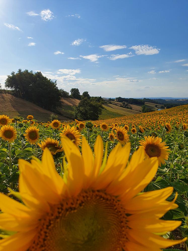 Le colza ou le tournesol sont des cultures intéressantes pour la production de protéines locales. Mais une filière rémunératrice est nécessaire. 