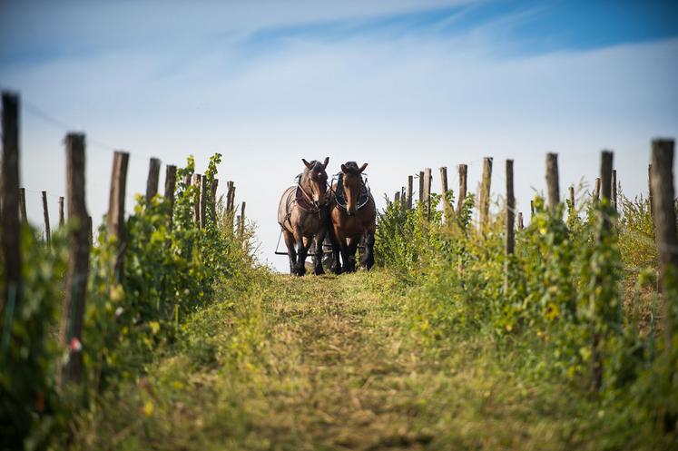 La traction animale fait ses preuves dans le désherbage mécanique des vignobles.