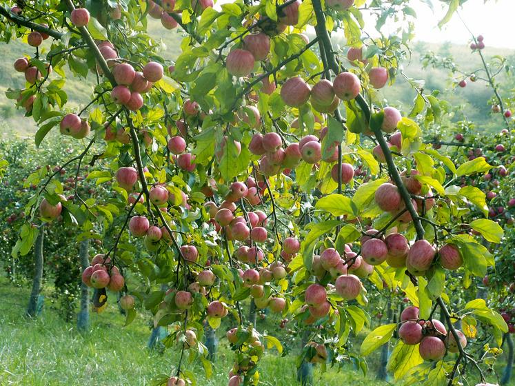 Les fruits et légumes font partie des productions majeures en bio. 