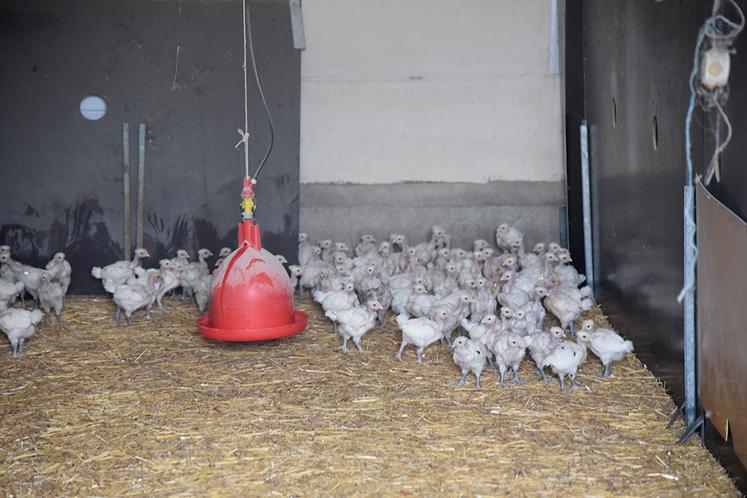La dinde est la deuxième volaille la plus consommée en France. Les régions les plus productrices sont la Bretagne, les Pays-de-la-Loire  et le Centre-Val de Loire.