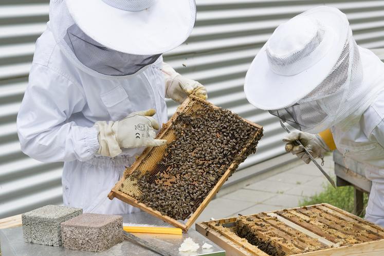 apiculture abeilles