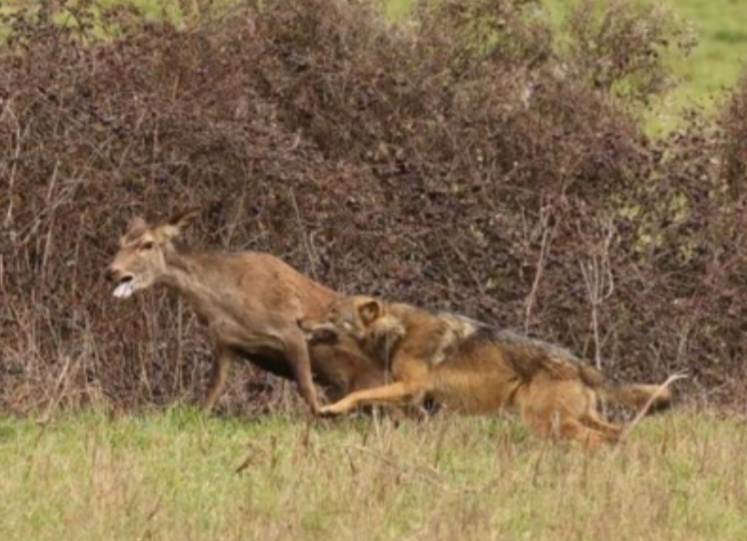 loup forêt Saint-Gobain