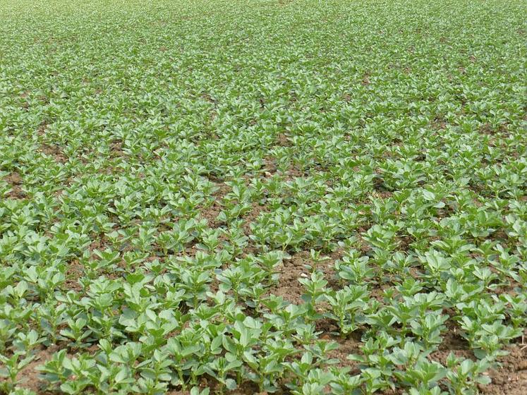 févéroles pois protéaginteux