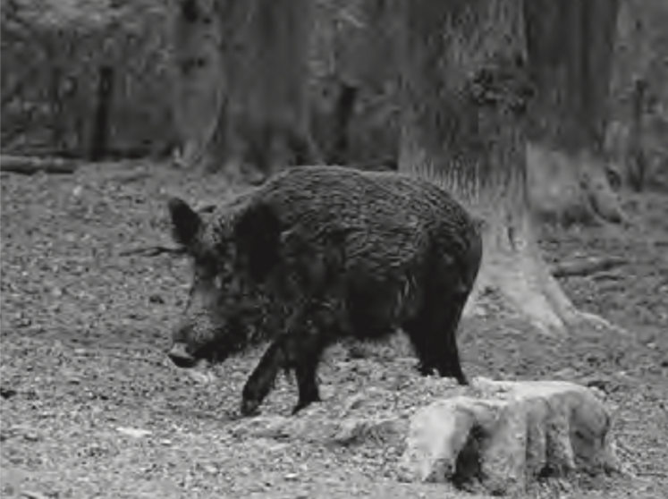 tirs de nuit sangliers