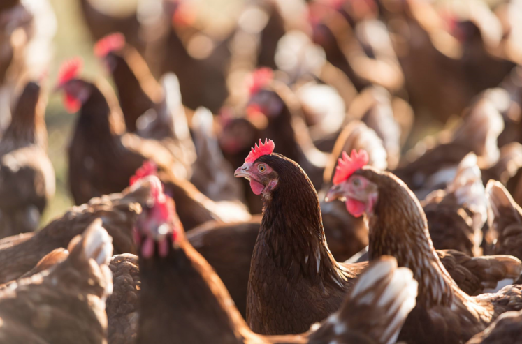 volailles et grippe aviaire