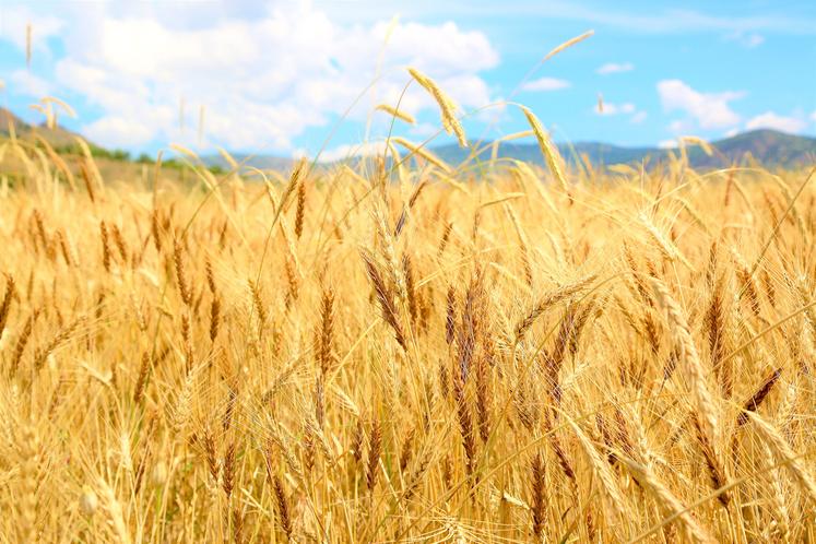 L’accord entre Bayer et RAGT marque le retour de la firme allemande dans la recherche sur le blé hybride en Europe.