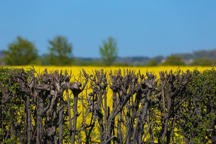 Certains États membres (Danemark, Lettonie…) s’inquiètent du faible intérêt de leurs agriculteurs pour les écorégimes.