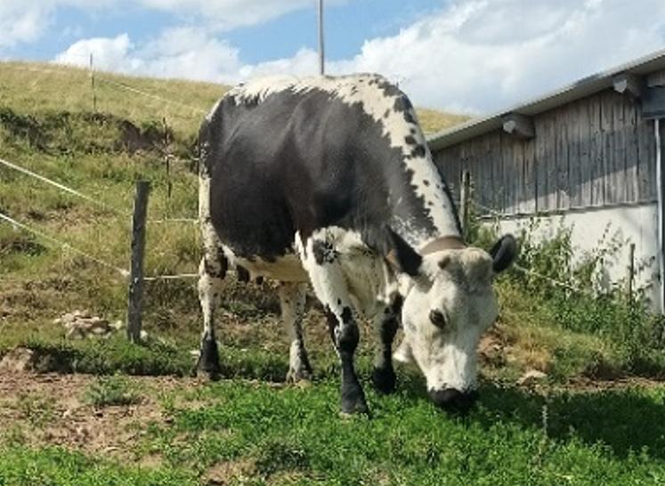 La vache vosgienne robuste et adaptée aux zones de montagne.