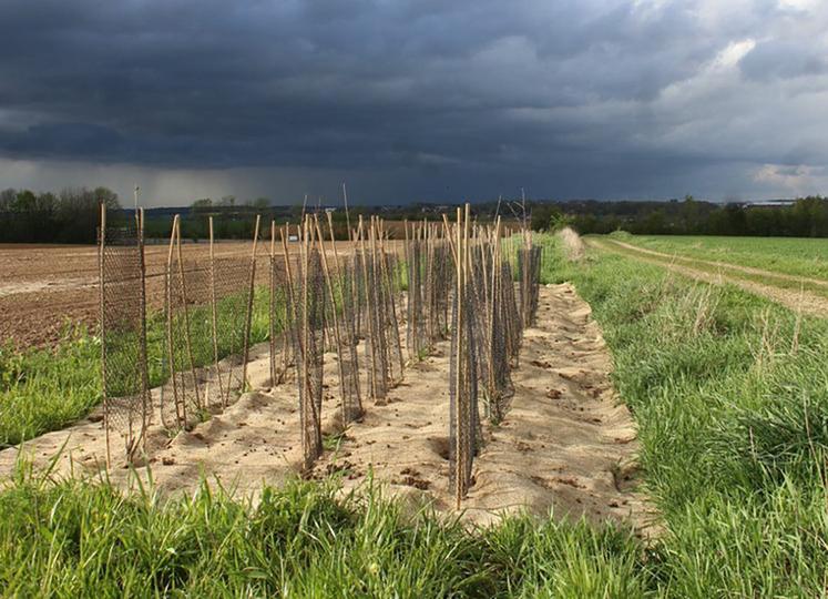 La plantation de haies dans la plaine fait partie des actions à mener dans le cadre de la planification écologique. 