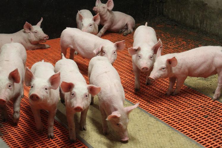 Après avoir consulté tous les acteurs régionaux de la filière, Inaporc présentera  sa démarche de responsabilité sociétale en juin 2024. 