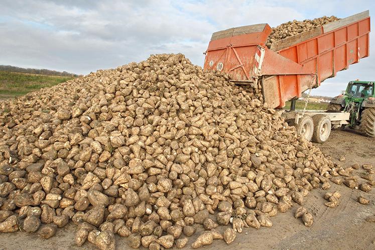 Cette année, 31,5 Mt de betteraves seront récoltées et la production de sucre  est estimée à 3,7 Mt, hors jus vert. 