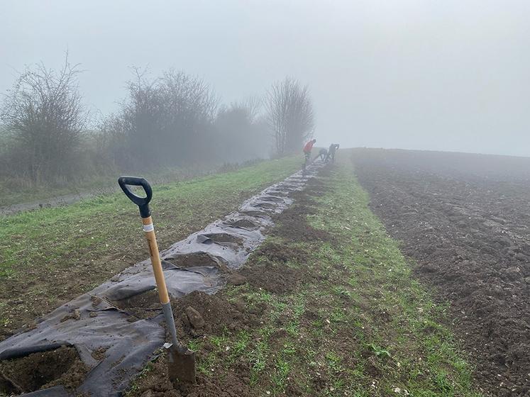 400 mètres d’arbustes ont été plantés, le long d’un champ d’un exploitant de la commune de Flesselles. 