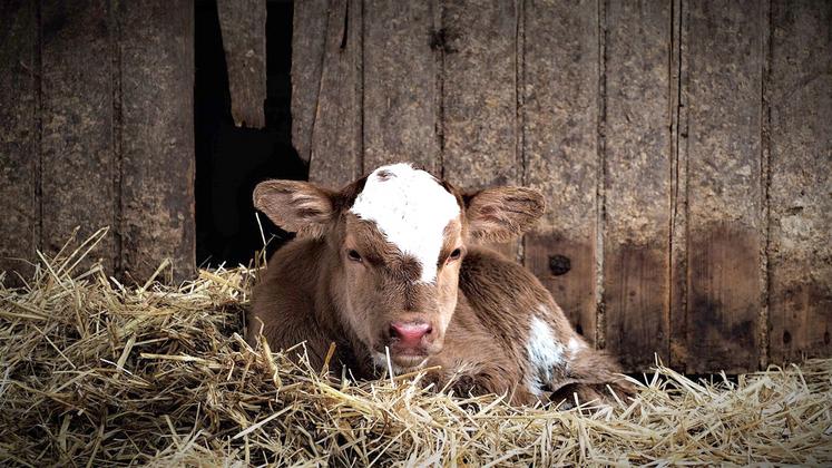 Une bonne hygiène et l’apport d’un colostrum de qualité en début de vie limitent les risques de toux ou de diarrhée des veaux. 