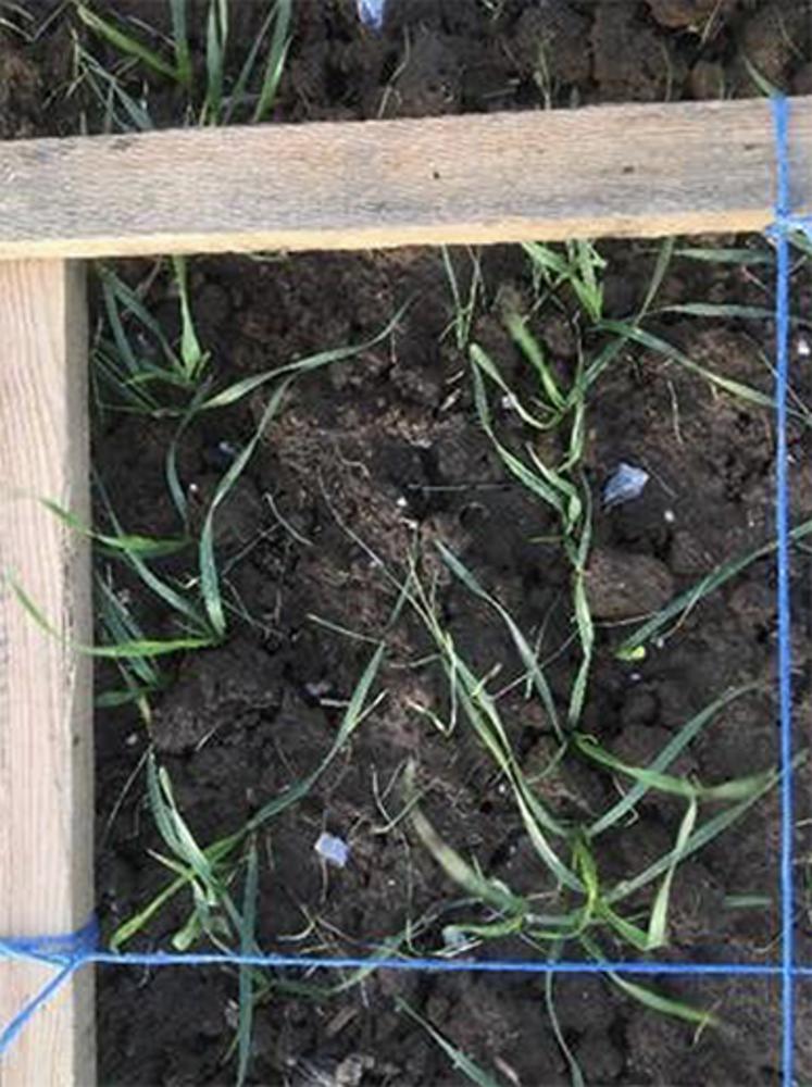 Notation dans la partie reprise à la herse rotative profonde : autant de ray grass que de blé !