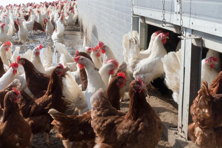 La France réclame des clauses miroir qui empêcheraient l’importation de poulets dopés aux antibiotiques, de bœufs engraissés en feedlots ou de maïs traité à l’atrazine. 