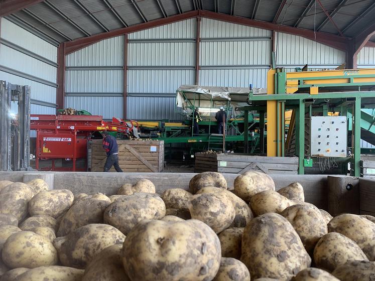 Pour Alain Dequeker, président des Producteurs pour Aviko, «produire de la pomme de terre pour Aviko en 2024 ne sera pas moins attractif qu’en 2023».