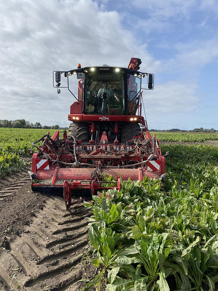 Dans la Somme, les 350 ha emblavés sont tous arrachés. 