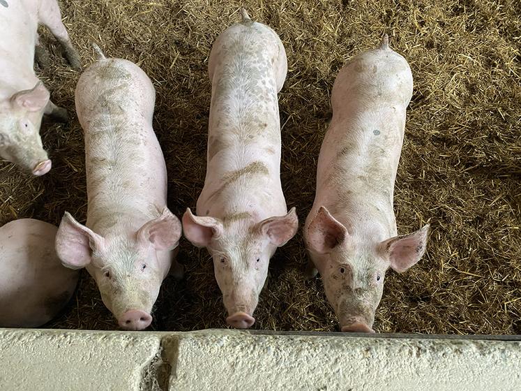 Louis Charlet a fait le choix d’élever ses cochons sur paille. La transformation  se fait aussi à la ferme. 