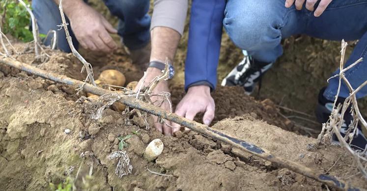 Goutte à goutte en haut de butte.