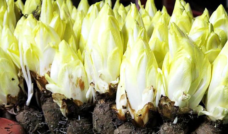 La récolte 2023 d'endives "restera dans les annales".