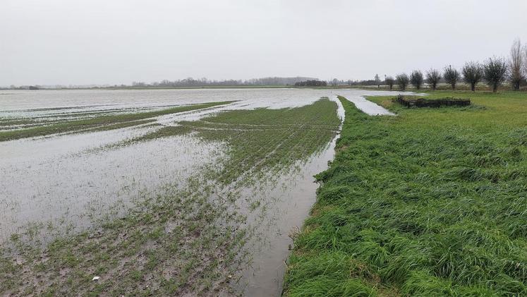 Entre surfaces non semées, et semis en conditions exécrables,  il manquerait près de 500 000 ha de blé tendre en 2024.