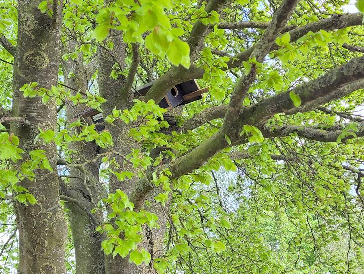 Le nichoir pour les chouettes chevêche est installé dans les arbres.