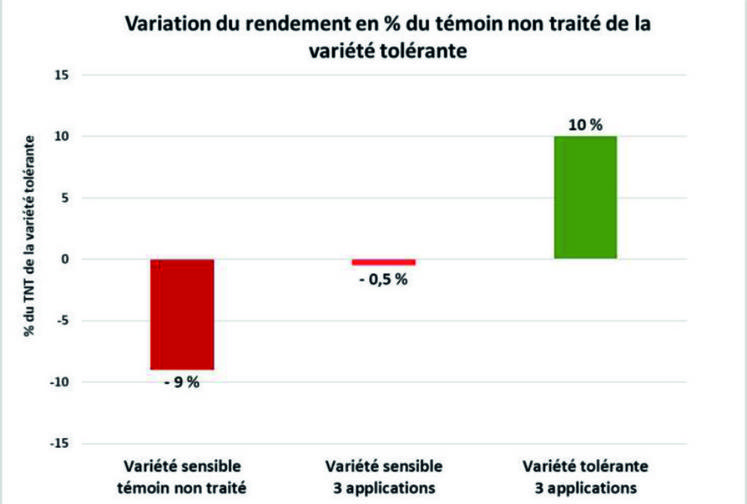 Intérêt d’une variété tolérante en récolte tardive traitée par rapport à une variété tolérante non traitée.