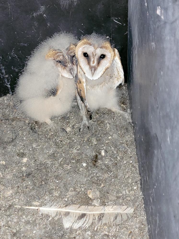 Ce nichoir s’installe dans les bâtiments afin d’augmenter la capacité d’accueil  des chouettes pour favoriser leur reproduction.