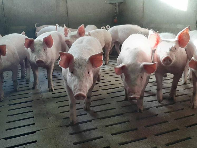 L’un des enjeux est de valoriser les porcs sains qui ne peuvent être exportés. 