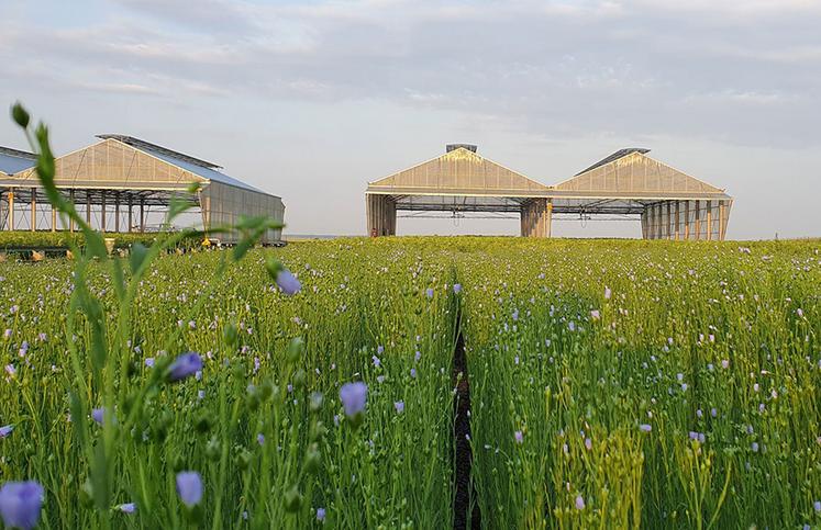 Depuis 2023, les mécanismes de réponse du lin au stress hydrique sont étudiés  à la plateforme expérimentale PhénoField, implantée dans la Beauce,  où les conditions climatiques sont similaires à celles que connaîtra le bassin  de production dans le futur. 