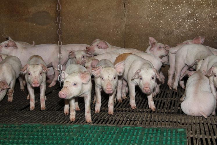 Pour sortir de l’impasse actuelle, l’interprofession a initié ces derniers mois une démarche de responsabilité sociétale (RSO) afin de définir la stratégie à même de préserver d’ici 2035 l’autosuffisance du secteur aujourd’hui menacée. 