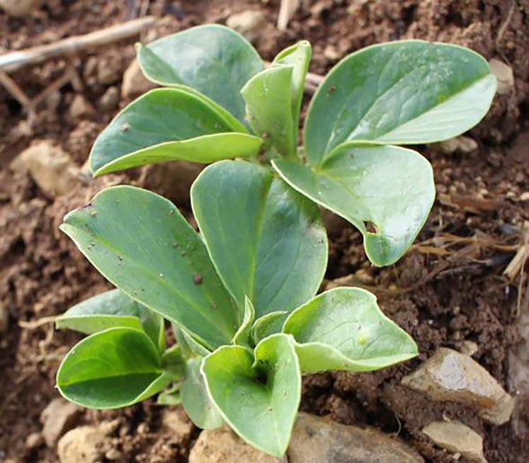 Semer sa féverole de printemps précocement est l’un des principaux leviers pour limiter les risques climatiques lors  de l’élaboration du rendement.