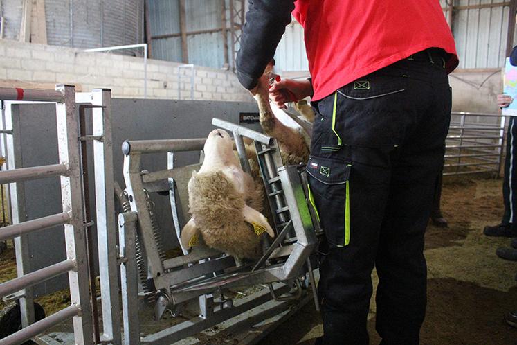À l’aide d’une cage de retournement qui facilite la manipulation  des animaux, les jeunes taillent  les onglons d’une brebis.