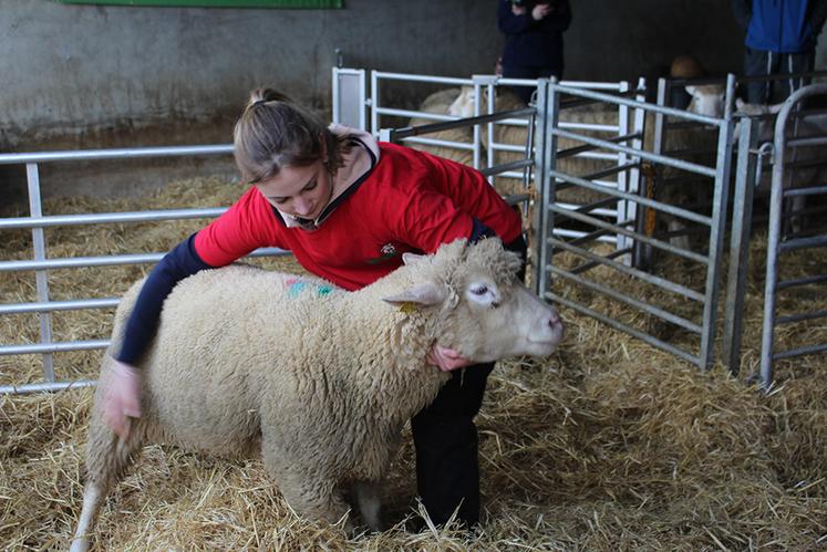 Le candidat saisit une brebis, la fait marcher le long d’un parcours balisé et l’assoie dans une zone définie avant de la relâcher dans le parc d’attente.