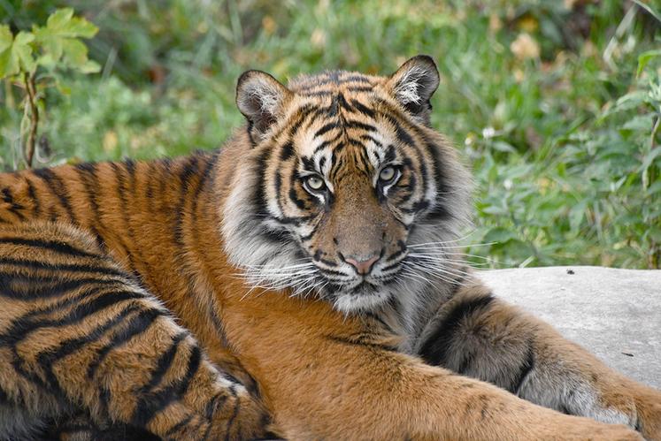Pasai, jeune tigre du Sumatra sera transféré en cours d’année dans une autre  institution zoologique européenne où il rencontrera une jeune femelle de son âge. 