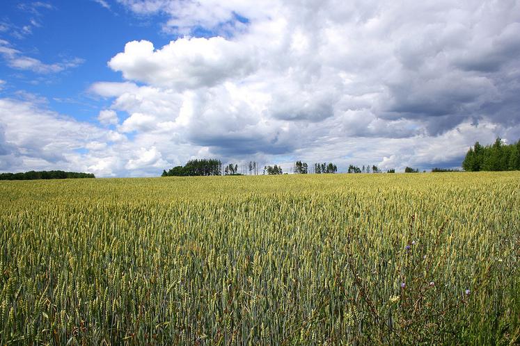 La France peine à exporter ses céréales aussi bien sur le marché européen qu’auprès des pays tiers, notamment en raison d’une concurrence russe et ukrainienne omniprésente.