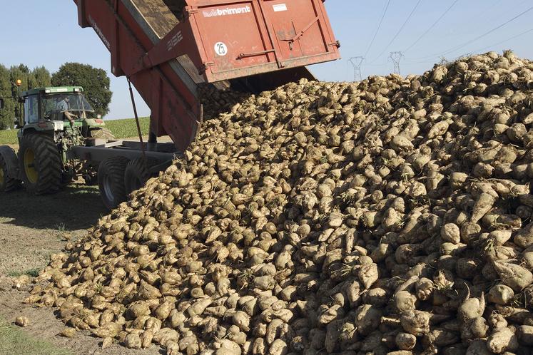 Dans certaines régions de production, les conditions d’arrachage et de stockage ont été perturbées par les conditions  météorologiques, obligeant planteurs, usines et coopérative à s’adapter. 