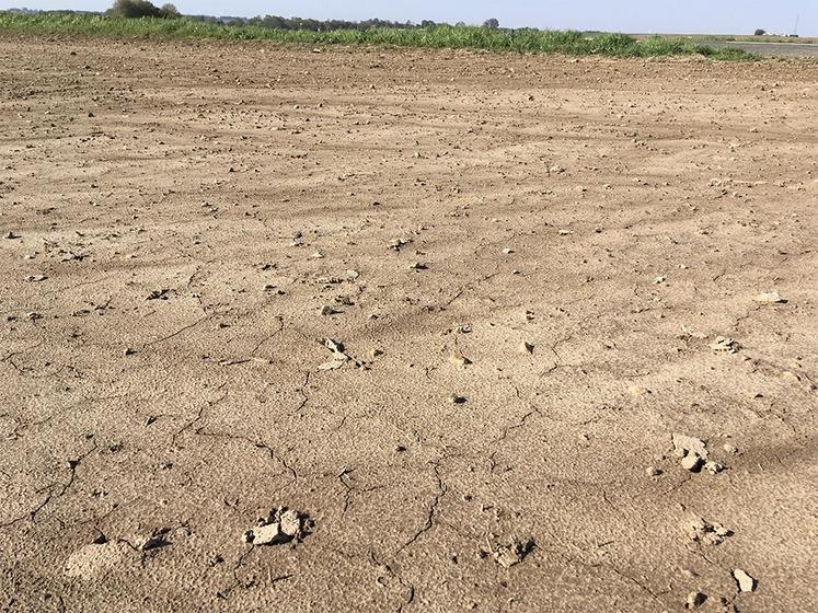 Croûte de battance sur semis de printemps.