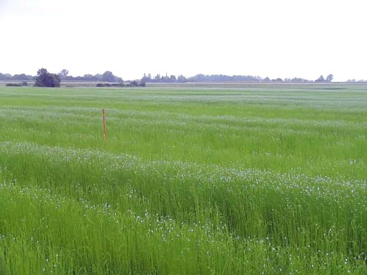 On estime qu'un lin implanté sur une zone tassée peut perdre 50% de son rendement.